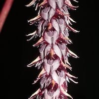 Bulbophyllum cylindraceum  perfume ingredient at scentopia your orchids fragrance essential oils
