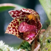 Bulbophyllum griffithi Syn.     Bulbophyllum     calodictyon     Schltr., B. chitoense S.S. Ying, Sarcopodium grifﬁthi Lindl perfume ingredient at scentopia your orchids fragrance essential oils