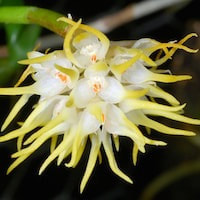 Bulbophyllum odoratissimum  perfume ingredient at scentopia your orchids fragrance essential oils