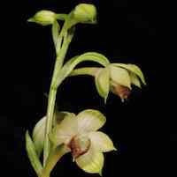 Calanthe alpina Hook Syn. Calanthe ﬁmbriata Franch.  perfume ingredient at scentopia your orchids fragrance essential oils