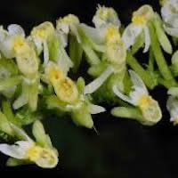 Calanthe davidii Franch. perfume ingredient at scentopia your orchids fragrance essential oils
