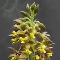 Calanthe mannii Hook perfume ingredient at scentopia your orchids fragrance essential oils