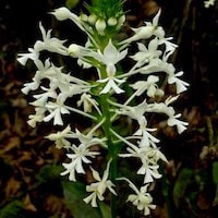 Calanthe triplicata syn. Calanthe veratrifolia R. Br. ex Ker Gawl. perfume ingredient at scentopia your orchids fragrance essential oils