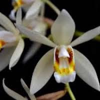 Coelogyne flaccida Lindl. perfume ingredient at scentopia your orchids fragrance essential oils