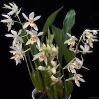 Coelogyne leucantha W.W. Sm. perfume ingredient at scentopia your orchids fragrance essential oils