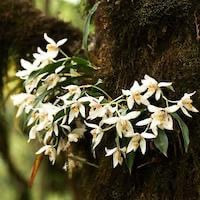 Coelogyne occultata Hook. f. syn Pleione occulta (Hook f.) Kuntze perfume ingredient at scentopia your orchids fragrance essential oils
