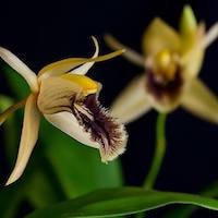 Coelogyne ovalis Lindl. perfume ingredient at scentopia your orchids fragrance essential oils