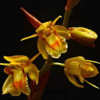 Coelogyne prolifera Lindl. Syn. Coelogyne ﬂavida Hook. f. perfume ingredient at scentopia your orchids fragrance essential oils