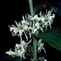 Corymborkis veratrifolia (Reinw.) Blume perfume ingredient at scentopia your orchids fragrance essential oils