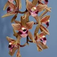 Cymbidium devonianum Paxton perfume ingredient at scentopia your orchids fragrance essential oils