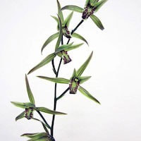 Cymbidium kanran Makino perfume ingredient at scentopia your orchids fragrance essential oils