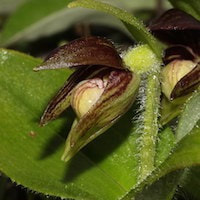 Cypripedium elegans, Rchb. f. perfume ingredient at scentopia your orchids fragrance essential oils
