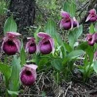 Cypripedium macranthos Sw. perfume ingredient at scentopia your orchids fragrance essential oils