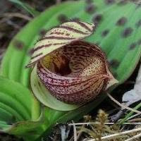 Cypripedium margaritaceum Franch. perfume ingredient at scentopia your orchids fragrance essential oils