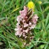 Dactylorhiza incarnata (L.) Soo perfume ingredient at scentopia your orchids fragrance essential oils