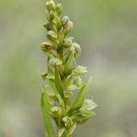 Dactylorhiza viridis (Linn.) R.M. Bateman, Pridgeon and M.W. Chase syn. Coeloglossum viride Hartm. perfume ingredient at scentopia your orchids fragrance essential oils