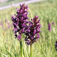Dactyloriza umbrosa (Kar and Kir.) Nevski perfume ingredient at scentopia your orchids fragrance essential oils