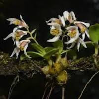 Dendrobium appendiculatum (Blume) Lindl. syn. Flickingeria biﬁda A. Hawkes; Ephemeranta biﬁda (Ridley) Hunt et Summerh. perfume ingredient at scentopia your orchids fragrance essential oils