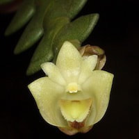 Dendrobium leonis (Lindl.) Rchb.f. perfume ingredient at scentopia your orchids fragrance essential oils
