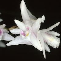 Dendrobium nodosum Dalzell. syn. Flickingeria nodosa (Dalzell) Seidenf. perfume ingredient at scentopia your orchids fragrance essential oils