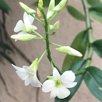 Dendrobium ovatum (L.) Kraenzl. perfume ingredient at scentopia your orchids fragrance essential oils