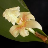 Dendrobium plicatile Lindl. perfume ingredient at scentopia your orchids fragrance essential oils
