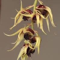 Dendrobium strongylanthum Rchb. f. perfume ingredient at scentopia your orchids fragrance essential oils