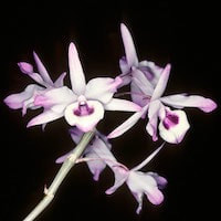 Dendrobium transparens Wall ex Lindl. perfume ingredient at scentopia your orchids fragrance essential oils