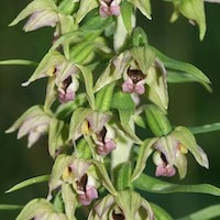 Epipactis helleborine (L.) Crantz.  perfume ingredient at scentopia your orchids fragrance essential oils