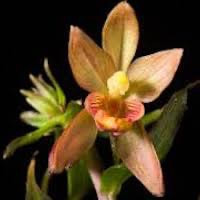 Epipactis mairei Schltr. perfume ingredient at scentopia your orchids fragrance essential oils