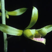 Eulophia epidendraea (J.Koenig ex Retz) C.E.C. Fisch. perfume ingredient at scentopia your orchids fragrance essential oils