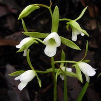 Eulophia herbacea Lindl. perfume ingredient at scentopia your orchids fragrance essential oils