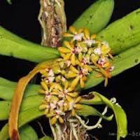 Gastrochilus obliquus (Lindl.) Kuntze perfume ingredient at scentopia your orchids fragrance essential oils