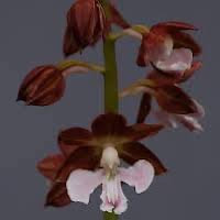 Genus: Calanthe Brown perfume ingredient at scentopia your orchids fragrance essential oils