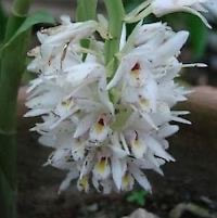 Geodorum attenuatum Griff. perfume ingredient at scentopia your orchids fragrance essential oils