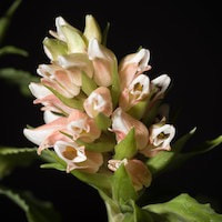 Goodyera foliosa (Lindl.) Benth ex C.B. Clarke perfume ingredient at scentopia your orchids fragrance essential oils