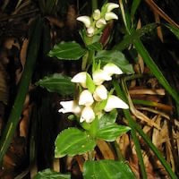 Goodyera henryi Rolfe perfume ingredient at scentopia your orchids fragrance essential oils