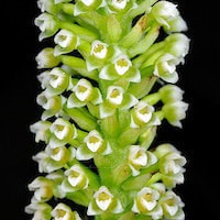 Goodyera procera (Ker-Gawl.) Hook. perfume ingredient at scentopia your orchids fragrance essential oils