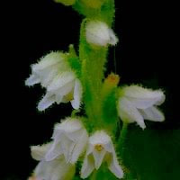 Goodyera R. Br. perfume ingredient at scentopia your orchids fragrance essential oils
