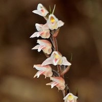 Goodyera velutina Maxim perfume ingredient at scentopia your orchids fragrance essential oils