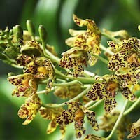 Grammatophyllum scriptum (L.) Blume perfume ingredient at scentopia your orchids fragrance essential oils