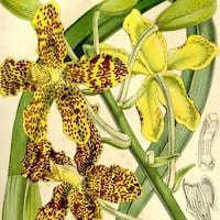 Grammatophyllum speciosum Blume perfume ingredient at scentopia your orchids fragrance essential oils