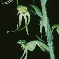 Habenaria ciliolaris Kraenzl. perfume ingredient at scentopia your orchids fragrance essential oils