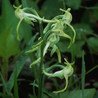 Habenaria delavayi Finet perfume ingredient at scentopia your orchids fragrance essential oils
