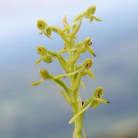 Habenaria diplonema Schltr. perfume ingredient at scentopia your orchids fragrance essential oils