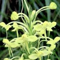 Habenaria linguella Lindl. perfume ingredient at scentopia your orchids fragrance essential oils