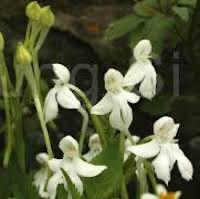 Habenaria longicorniculata J Graham Syn. Habenaria longecalcarata A. Rich. perfume ingredient at scentopia your orchids fragrance essential oils