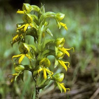 Habenaria marginata Colebr. perfume ingredient at scentopia your orchids fragrance essential oils