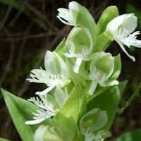 Habenaria pectinata D. Don perfume ingredient at scentopia your orchids fragrance essential oils