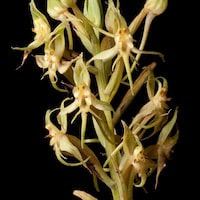 Habenaria stenopetala Lindl. perfume ingredient at scentopia your orchids fragrance essential oils